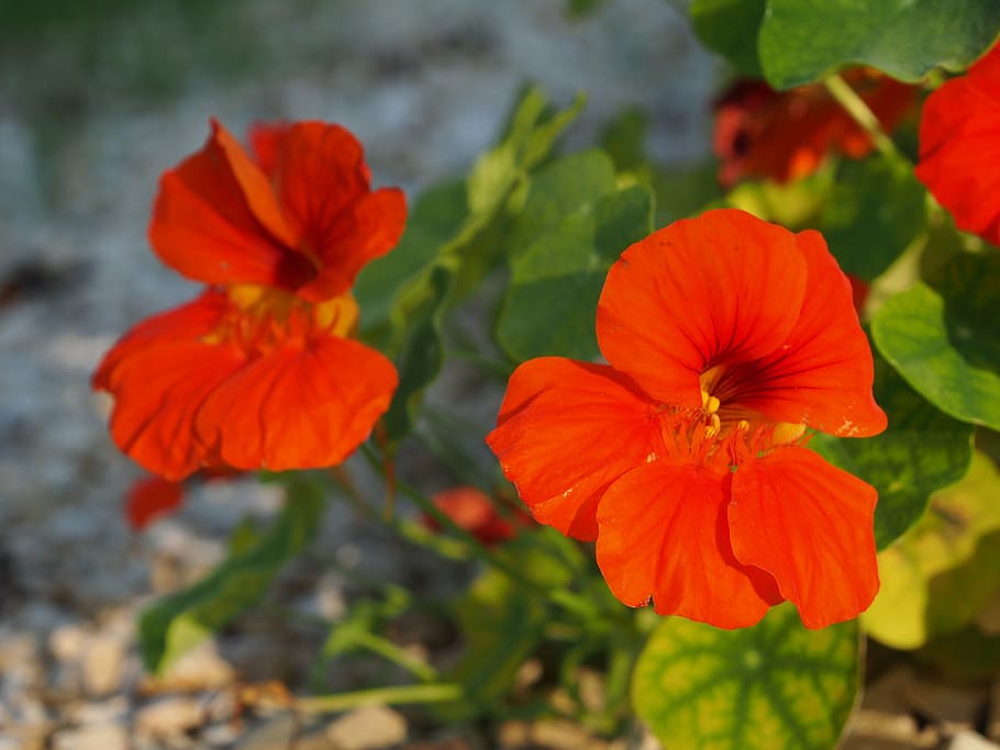 Page 2 | nasturtium 1080P, 2K, 4K, 5K HD wallpapers free download