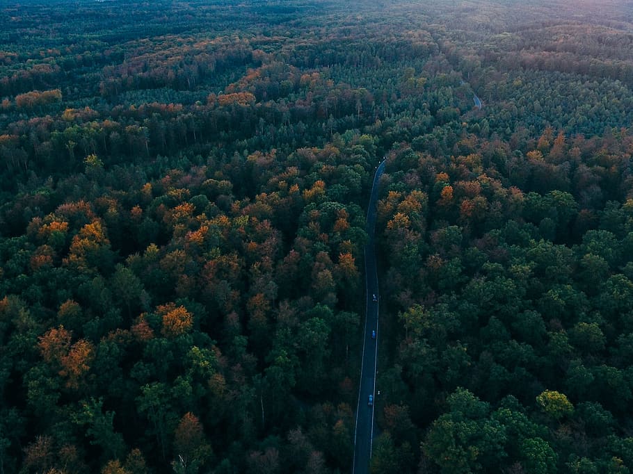 aerial photography of road surrounded by trees, aerial shot of highway between forest at daytime HD wallpaper