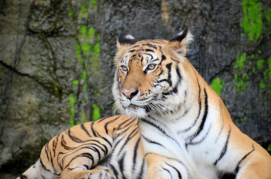 white and black tiger lying on gray rock in closeup photography, tiger lying in ground, HD wallpaper