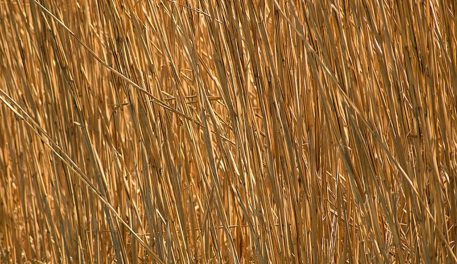 background, straw, golden, pattern, nature, dry, field, background pattern HD wallpaper
