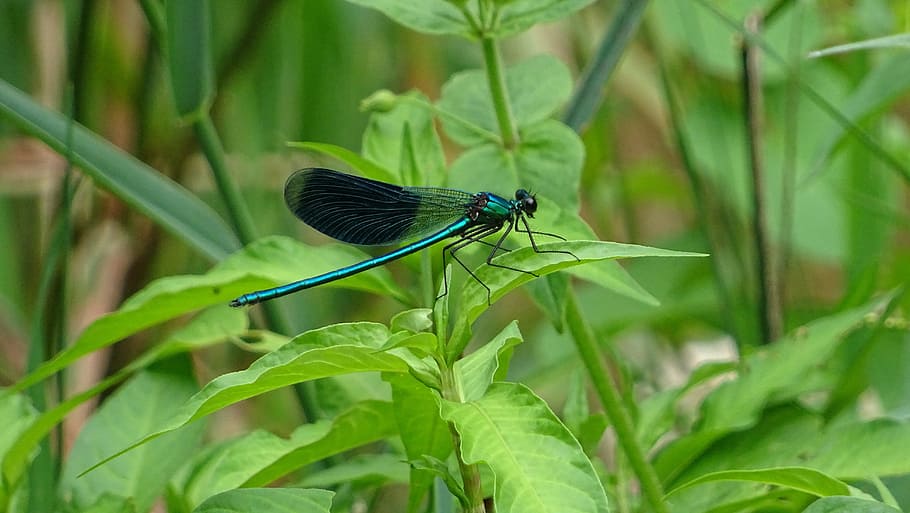nature, leaf, insect, plant, outdoor, dragonfly, good looking HD wallpaper
