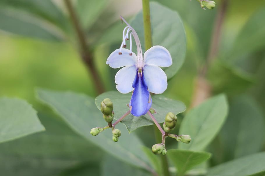 blue butterfly flower, nature, plant, leaf, outdoor, garden, HD wallpaper