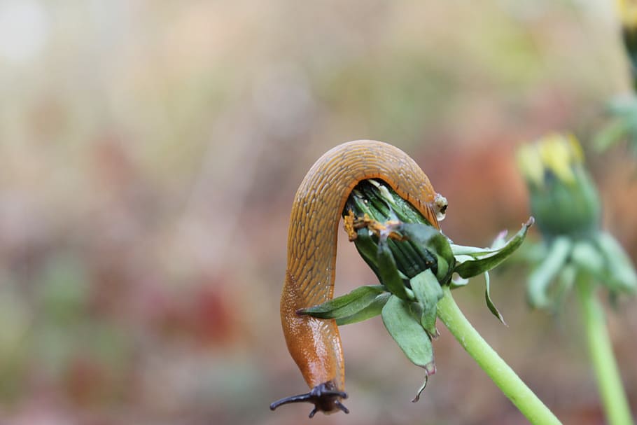 Slug, Nature, Animals, Fall, Dare, one animal, animal wildlife HD wallpaper