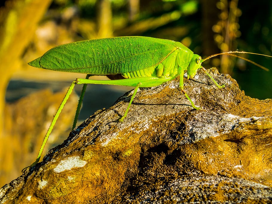 grasshopper, close up, green, one animal, animal themes, animal wildlife HD wallpaper