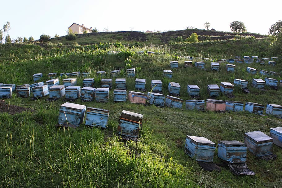 Beekeeping, Hive, Mountain, Grassland, taylor, hakkari, in a row HD wallpaper