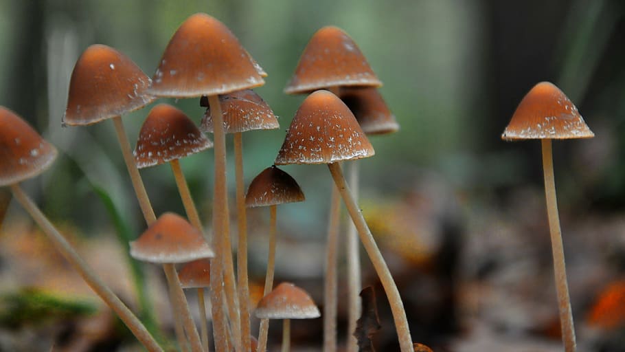 selective focus photography of brown mushrooms, forest, autumn, HD wallpaper