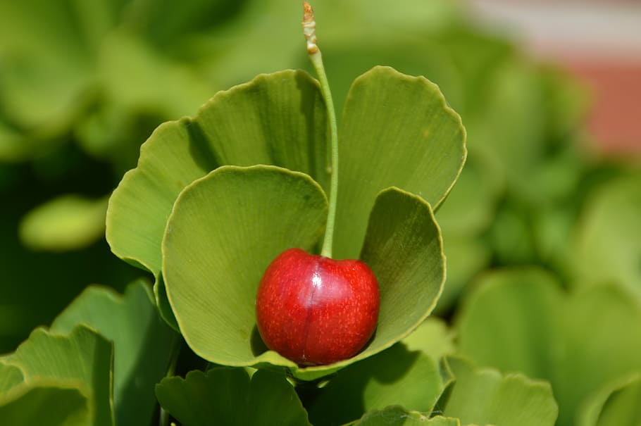 cherry, ginko, red, food, food and drink, fruit, healthy eating HD wallpaper
