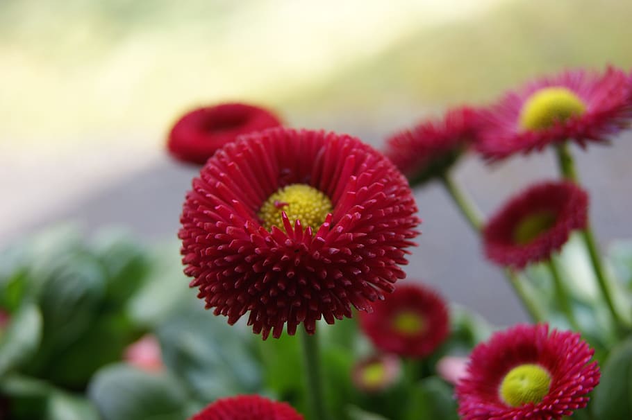 flower, spring, nature, blossom, bloom, flowering plant, freshness HD wallpaper