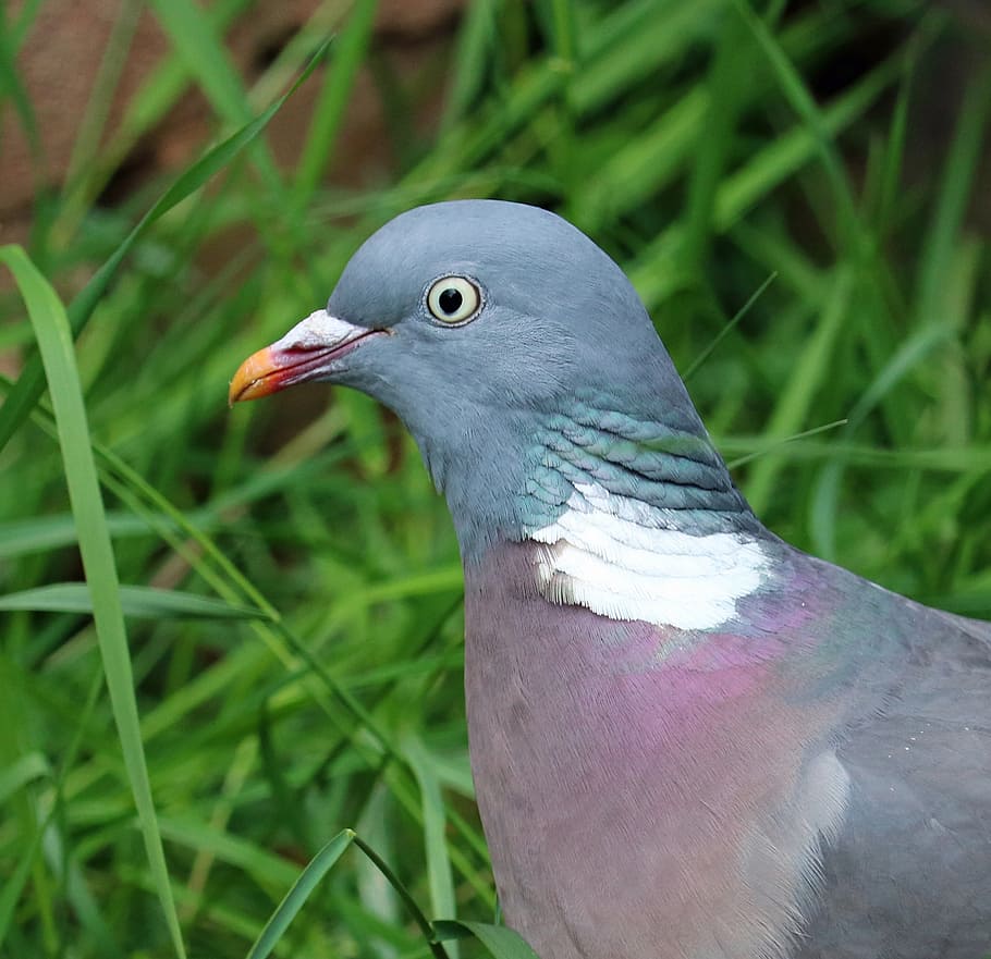 pigeon, bird, close, head, animal themes, vertebrate, animals in the wild HD wallpaper