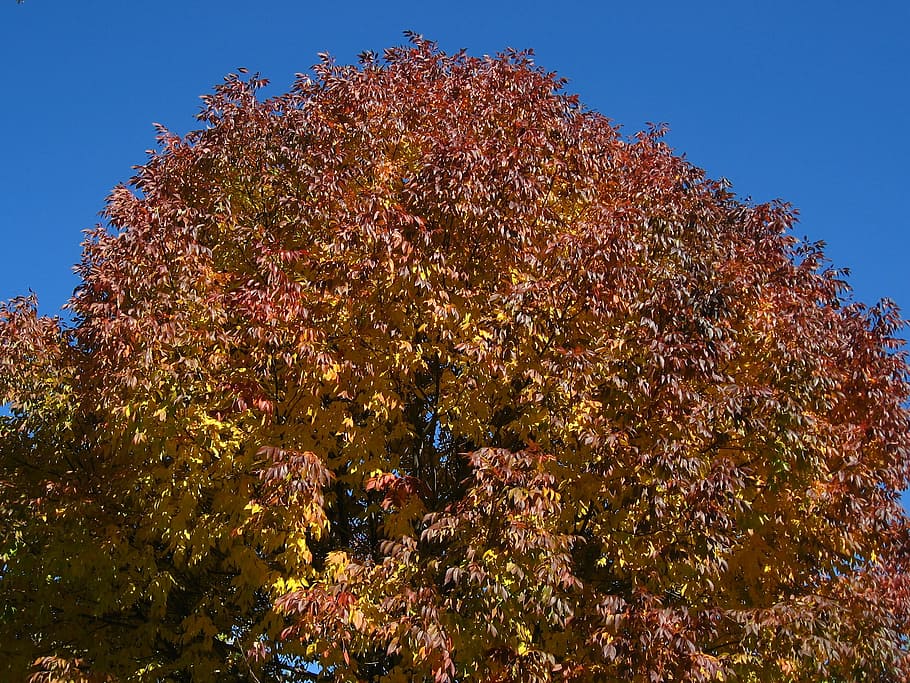 tree, leaves, autumn, fall, nature, season, foliage, colorful HD wallpaper