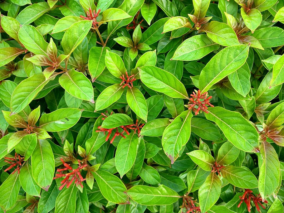 flowers, bushes, bloom, green color, leaf, plant part, full frame HD wallpaper