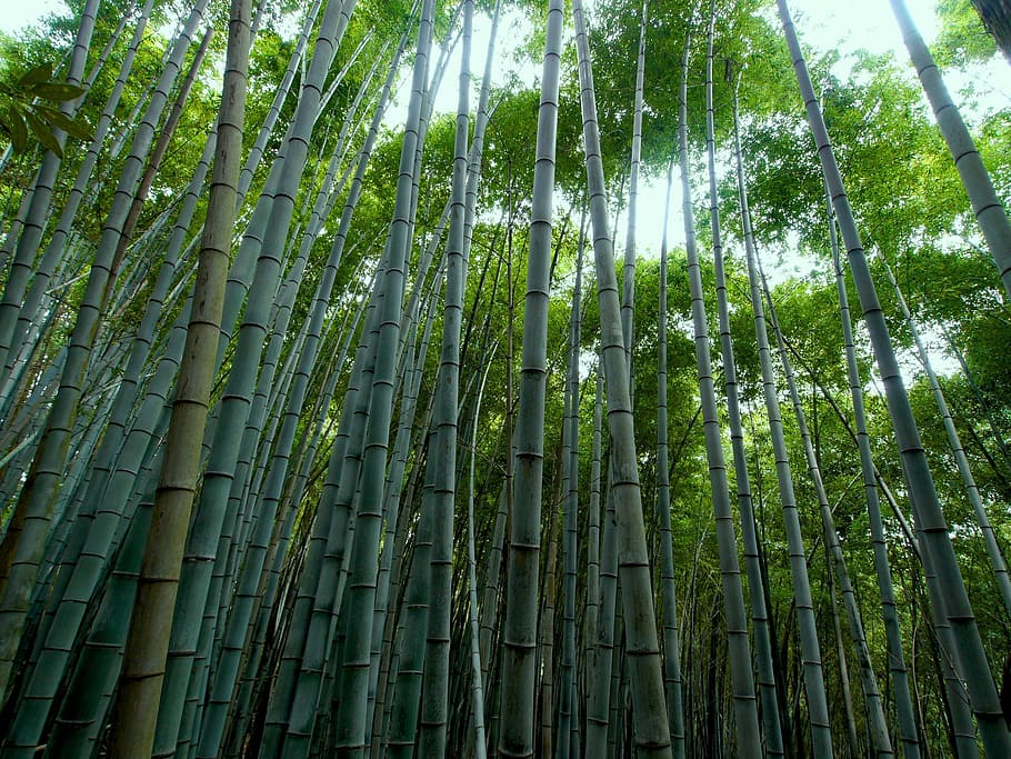 green Chinese bamboos, bamboo forest, bamboo - Plant, nature HD wallpaper