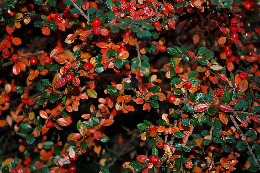 berries, autumn, fall, leaves, nature, red, plant, foliage HD wallpaper