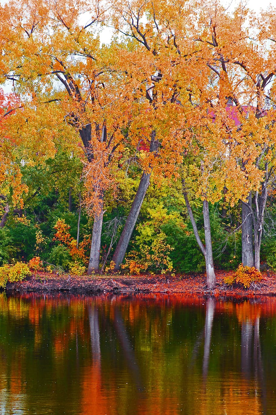 Fall, Landscape, River, Autumn, Forest, nature, tree, park HD wallpaper