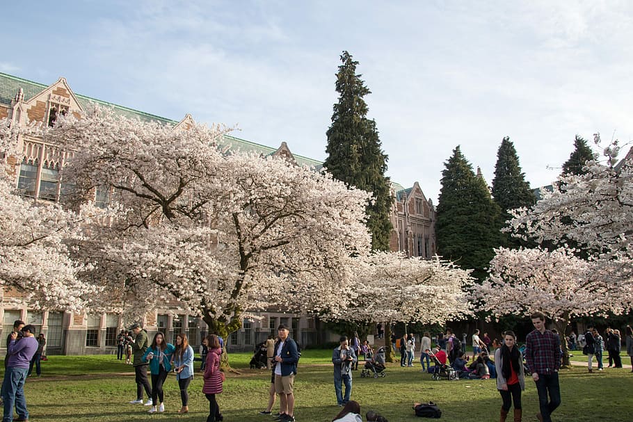 Cherry Blossoms, Spring, Tree, flower, sakura, university, springtime HD wallpaper