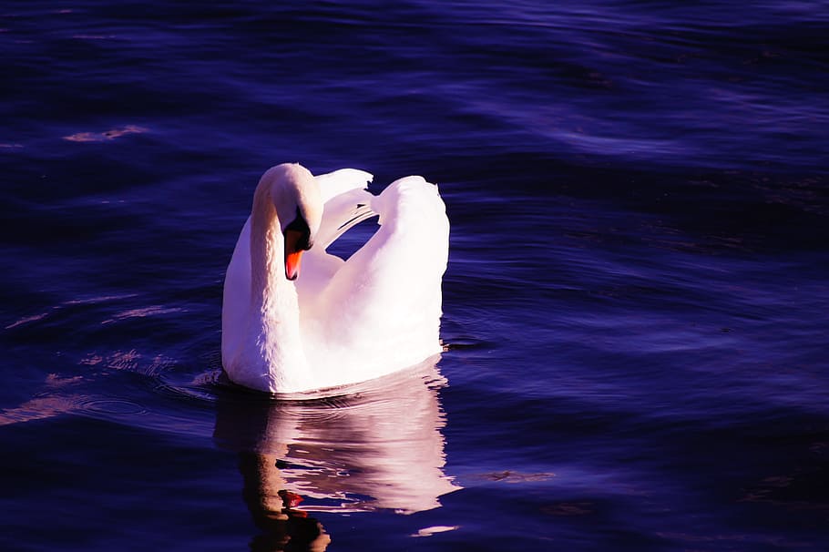photo of Swan on body of water, blue, white, bird, water bird, HD wallpaper