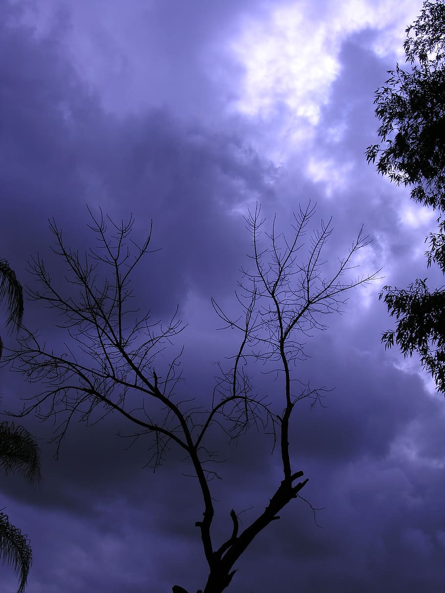 tree, sky, clouds, nature, season, scene, branch, gray, winter HD wallpaper