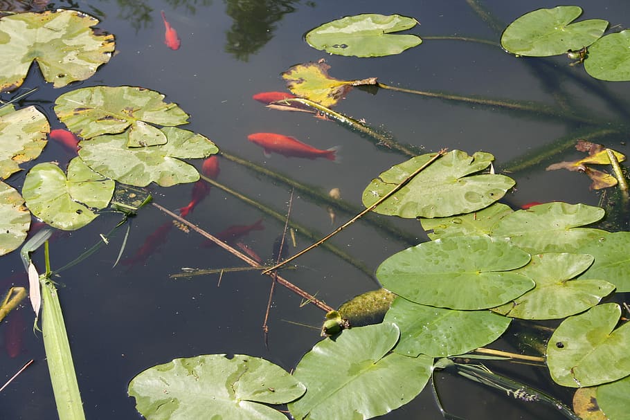 Fish, Nature, Summer, Lake, red, green, leaves, carassius auratus, HD wallpaper