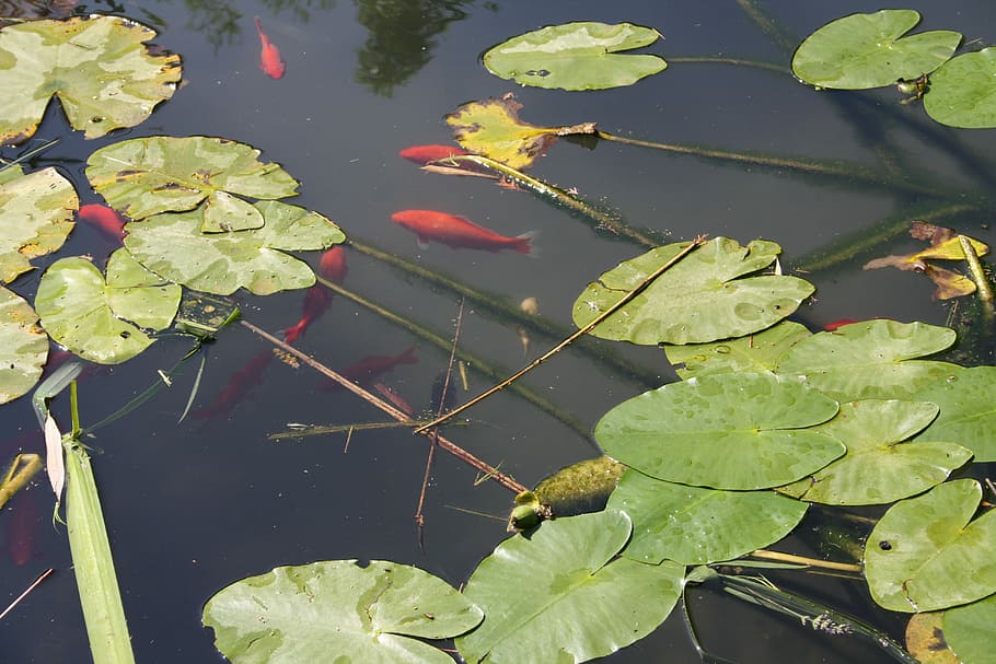 Fish, Nature, Summer, Lake, red, green, leaves, carassius auratus HD wallpaper