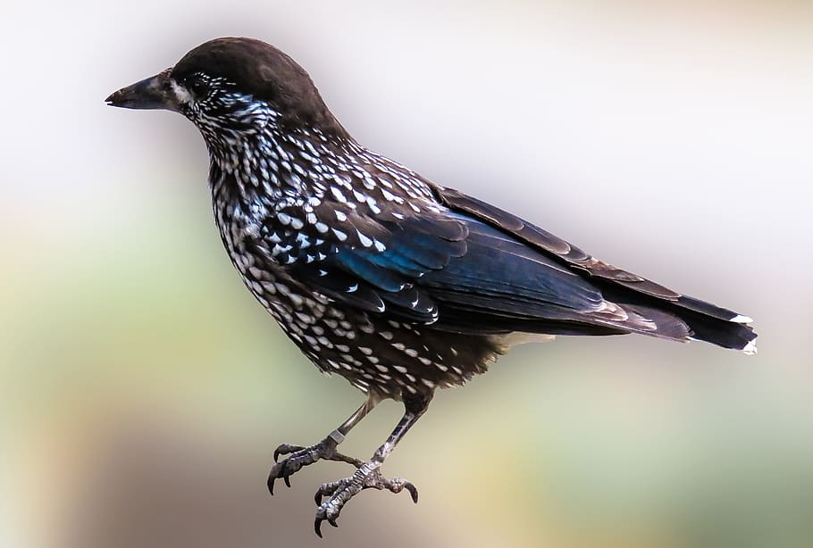 animal, bird, nutcracker, raven bird, animal themes, one animal HD wallpaper