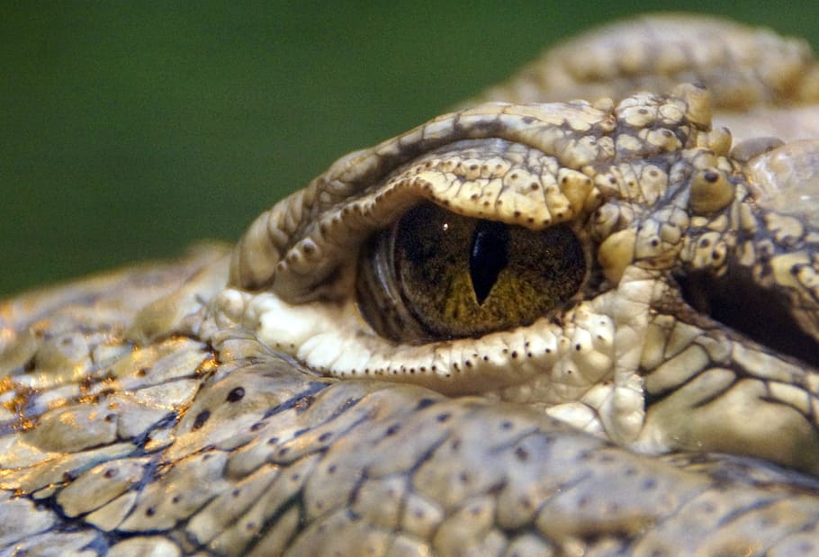 Macro Shot of Reptile, animal, animal photography, close-up, Crocodile, HD wallpaper