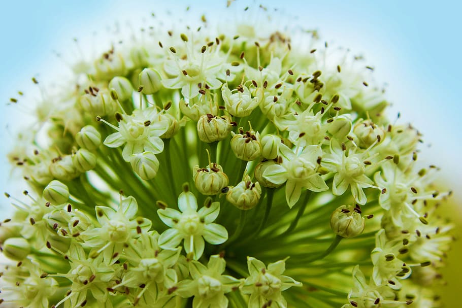 Macro Shot of Green Flower Buds, beautiful, bloom, blooming, blossom HD wallpaper