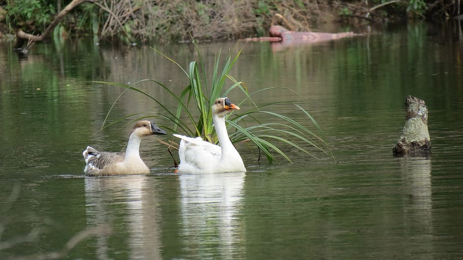 cambodia, river, forest, birds, khmer, lake, environment, water HD wallpaper