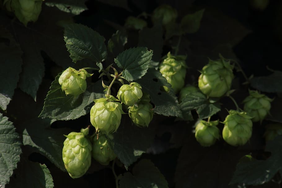 Hops Branch On Old Wooden Table Background. Beer Ingredient. Brewery  Wallpaper. Free Space For Text. Stock Photo, Picture and Royalty Free  Image. Image 154259733.