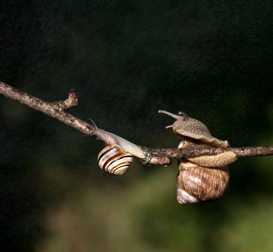snails, casey, hooked, rain, shell, horns, no people, close-up HD wallpaper