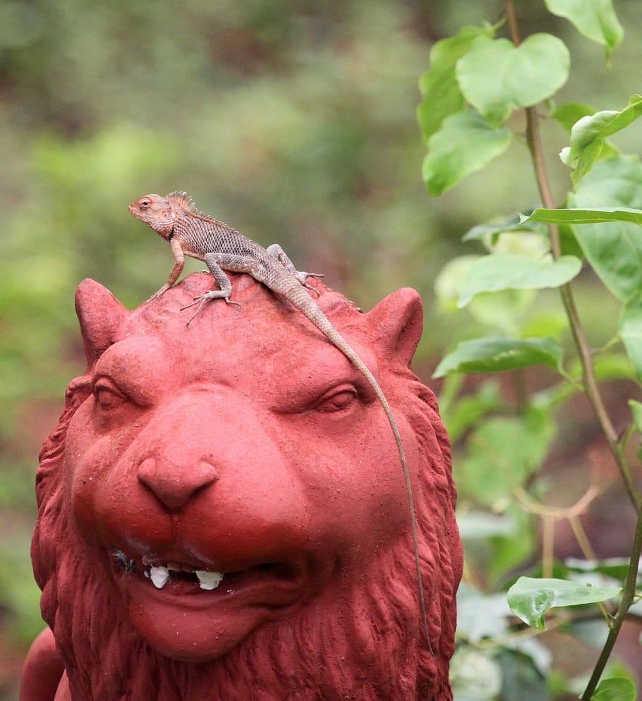 statue, lion, lizard, stone, head, nature, focus on foreground HD wallpaper