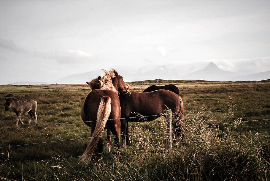 landscape, field, animal, countryside, animals, cavalry, close-up HD wallpaper