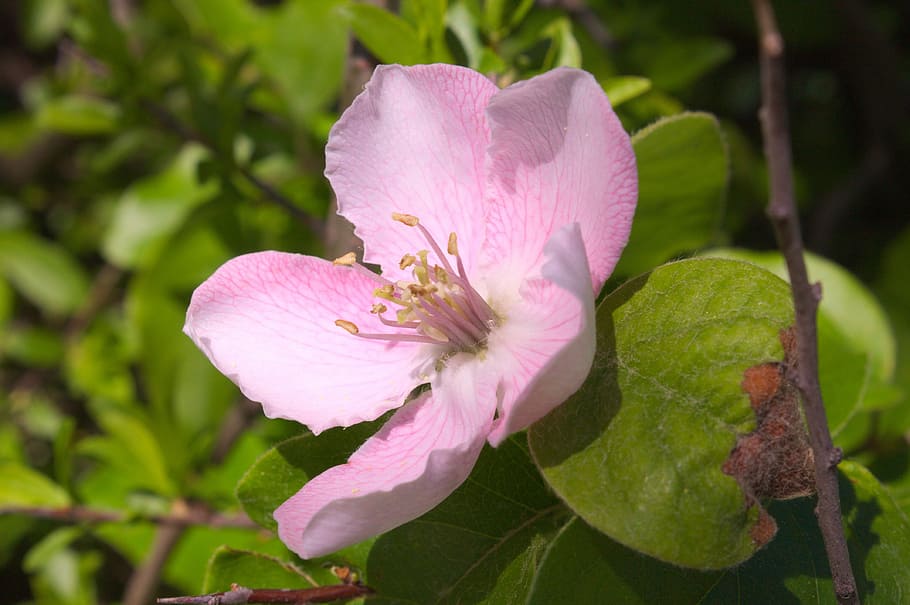 flower, pink, nature, spring, flowering plant, freshness, petal HD wallpaper