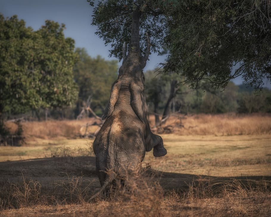 photo of gray elephant, elephant standing in front of leafed tree