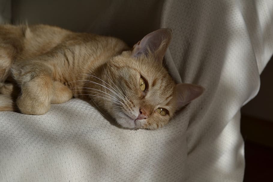 cat, look, animals, domestic, domestic cat, pets, domestic animals HD wallpaper
