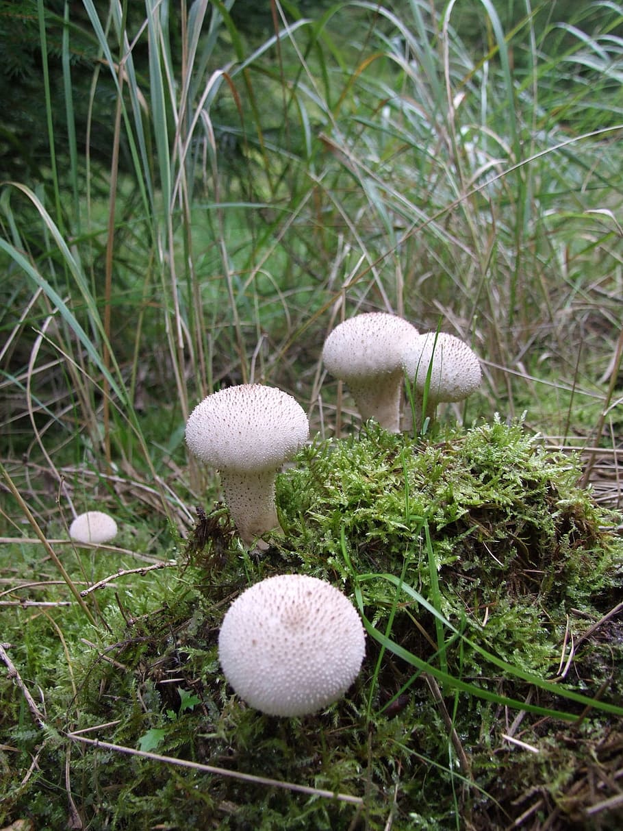 Mushroom, Mixed Forest, forest floor, group, moss, late summer HD wallpaper