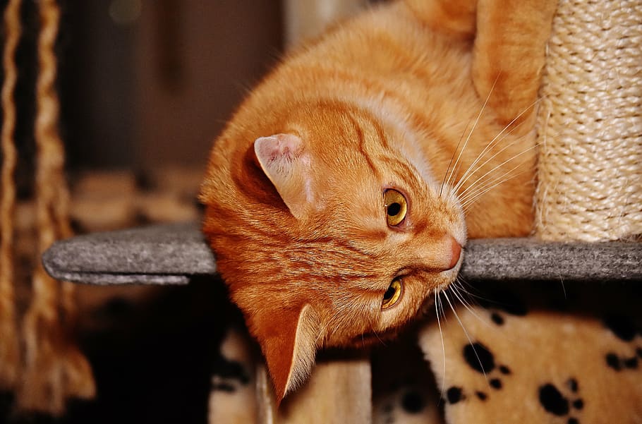 cat, red, funny, cute, mackerel, tiger, sweet, cuddly, animal HD wallpaper