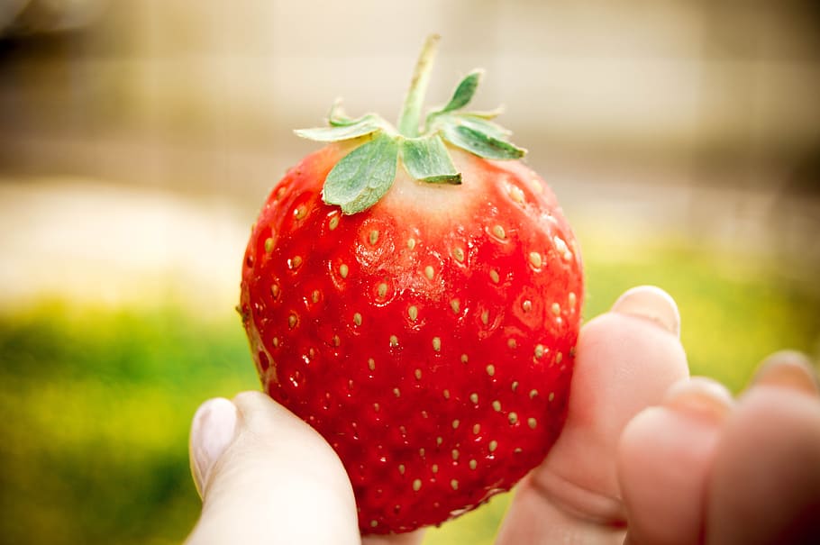 strawberry, nature, fruit, hand, hold, summer, food and drink HD wallpaper