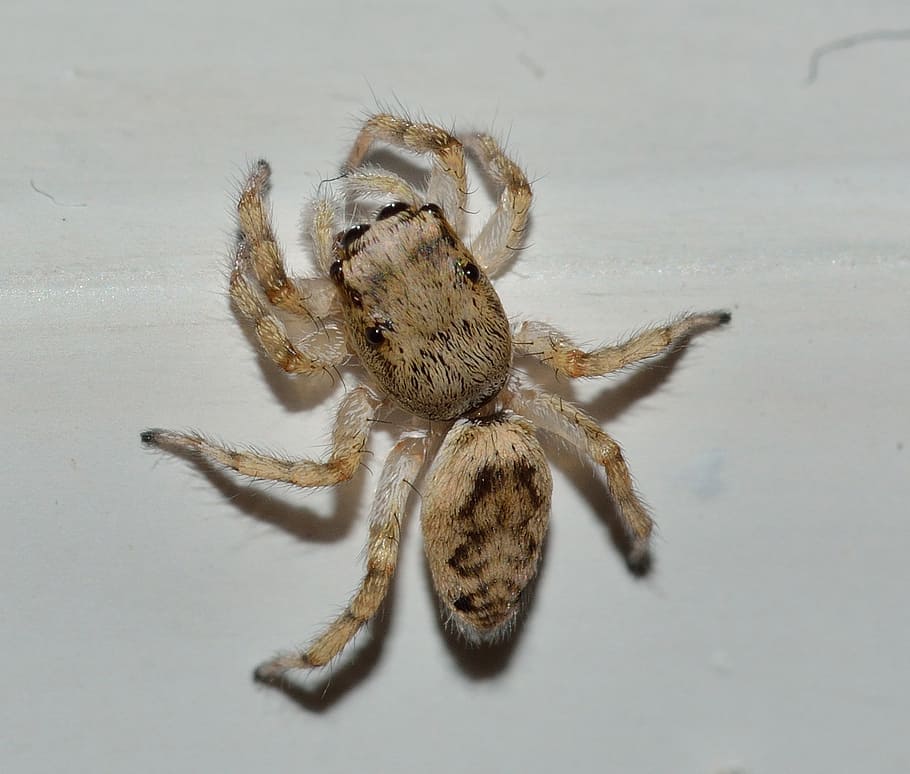 nature, insects, spider, macro, animal themes, invertebrate HD wallpaper