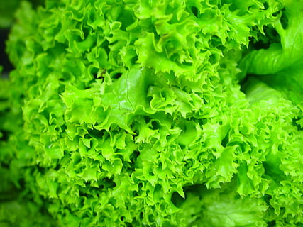 lettuce, fresh, hydroponic, green, healthy, food, salad, growing HD wallpaper