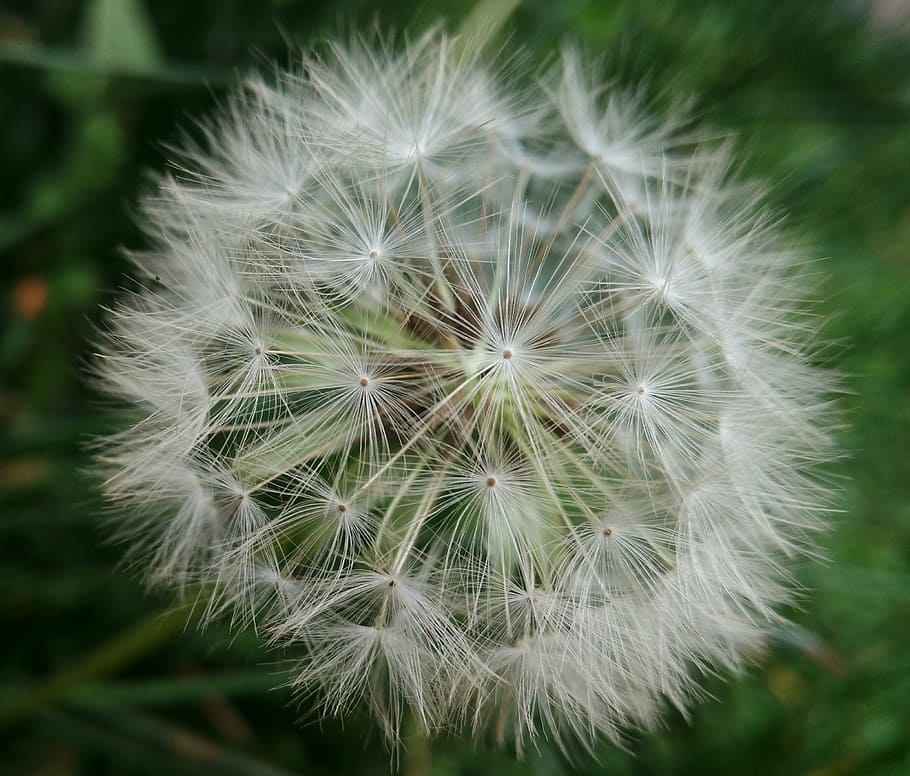 dandelion, plant, herb, fragility, vulnerability, close-up HD wallpaper