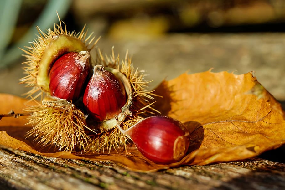 food, wood, plant, leaf, blurred background, chestnuts, close-up, HD wallpaper