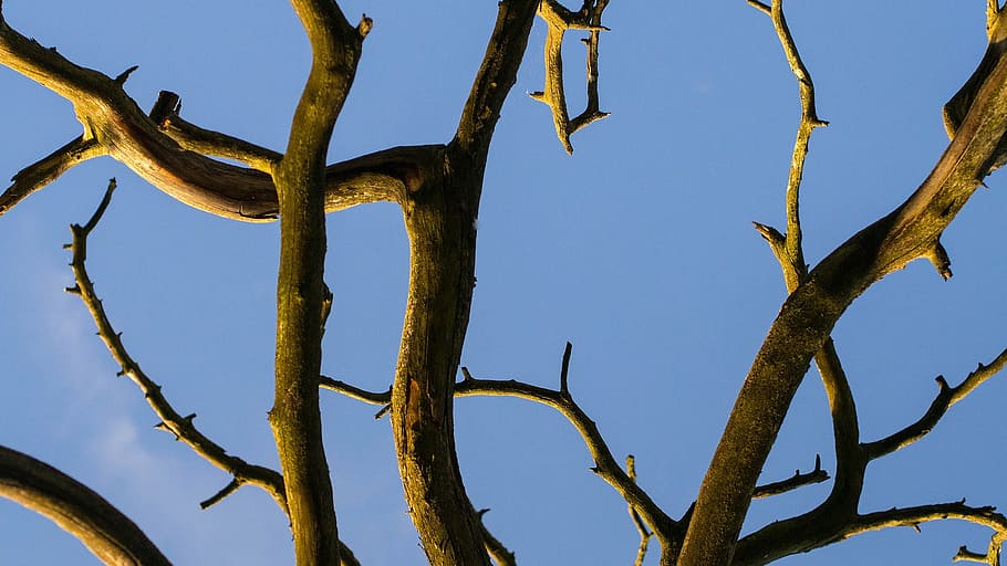 brown leafless tree, dead, nature, dry, wood, old, environment HD wallpaper