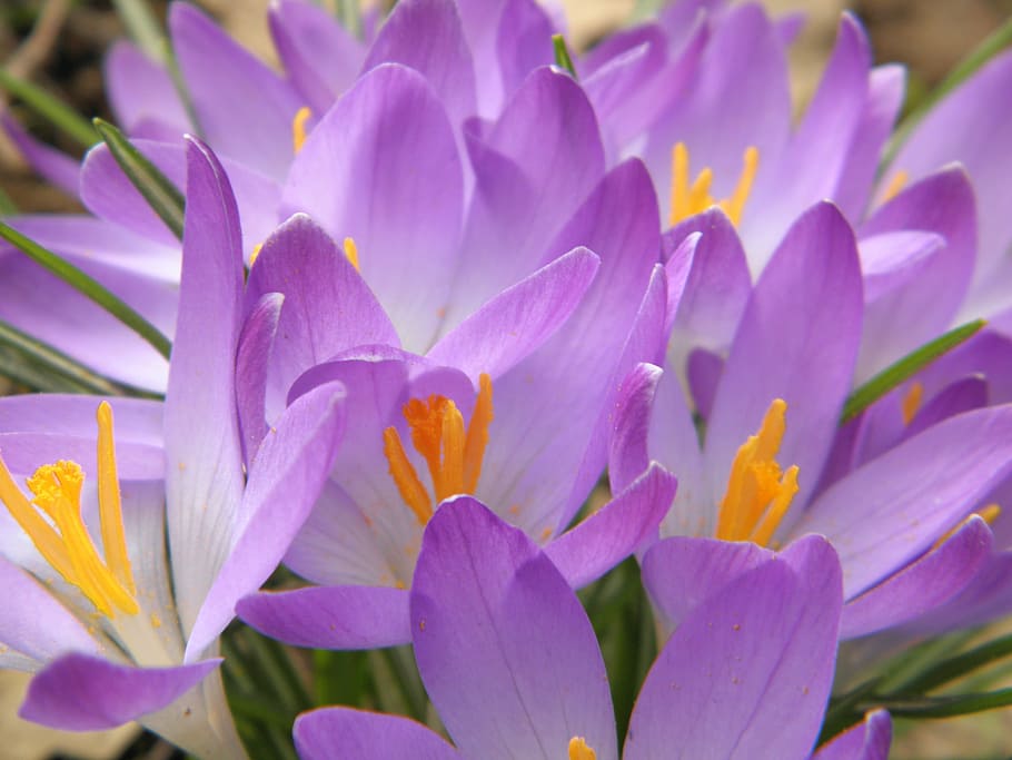Crocus, Purple, Flowers, Spring, Bloom, petal, nature, plant HD wallpaper