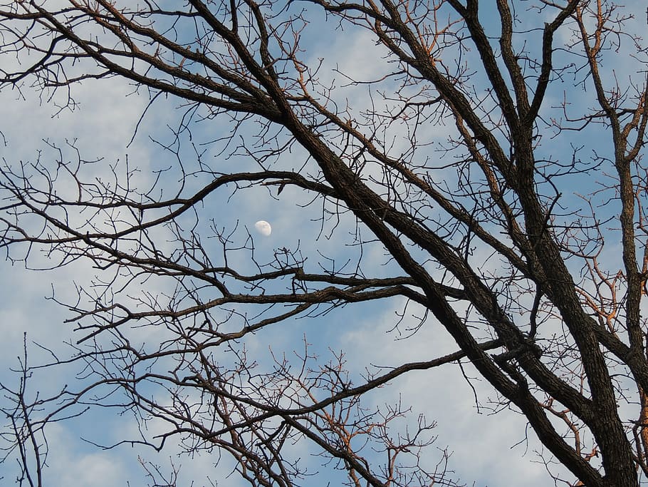 moon through fall trees, moonlight, bare tree branches, moon hidden in trees HD wallpaper