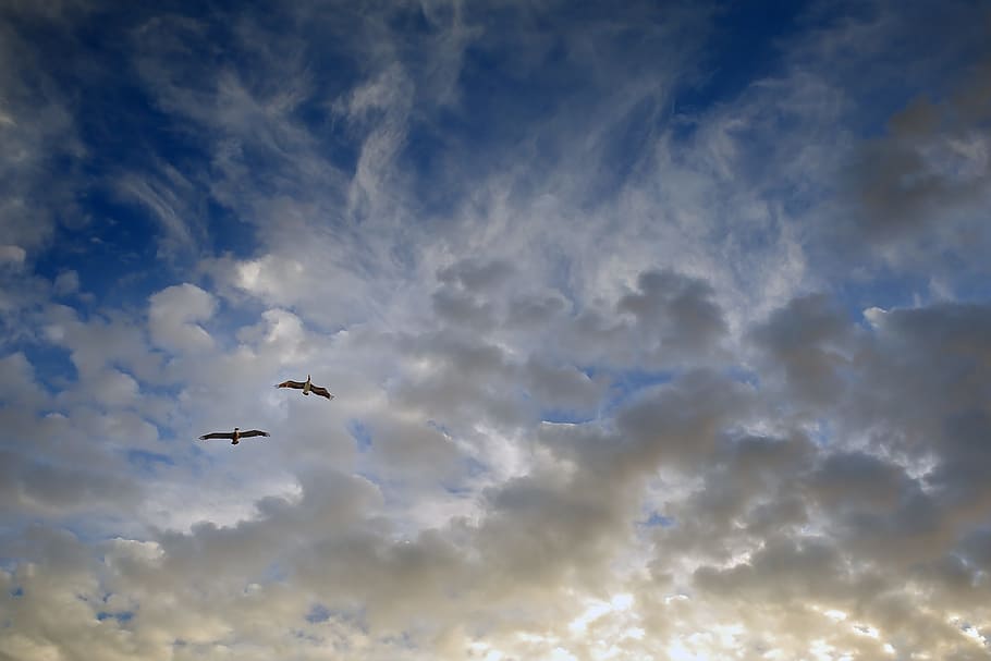 birds, flight, pair, sky, partner, flying, cloud - sky, animals in the wild HD wallpaper