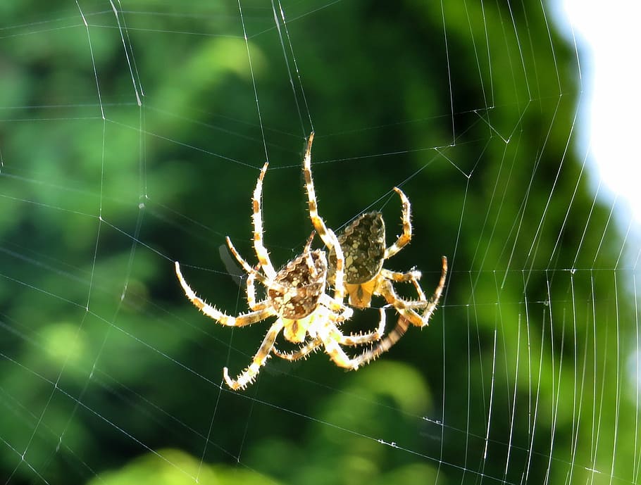 cross spider, close, cobweb, insect, nature, network, animal HD wallpaper