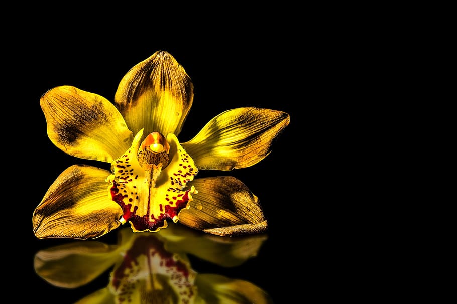 blossom, bloom, orchid, close, mirrored, reflection, mirroring HD wallpaper