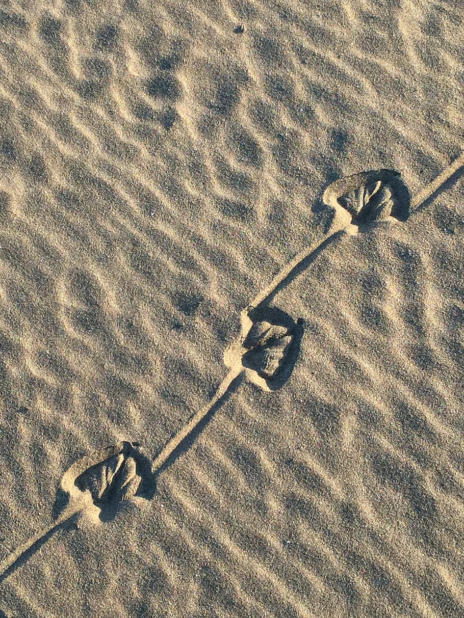 Prints, Sand, Beach, Bird, Trace, traces, seagull, holiday HD wallpaper