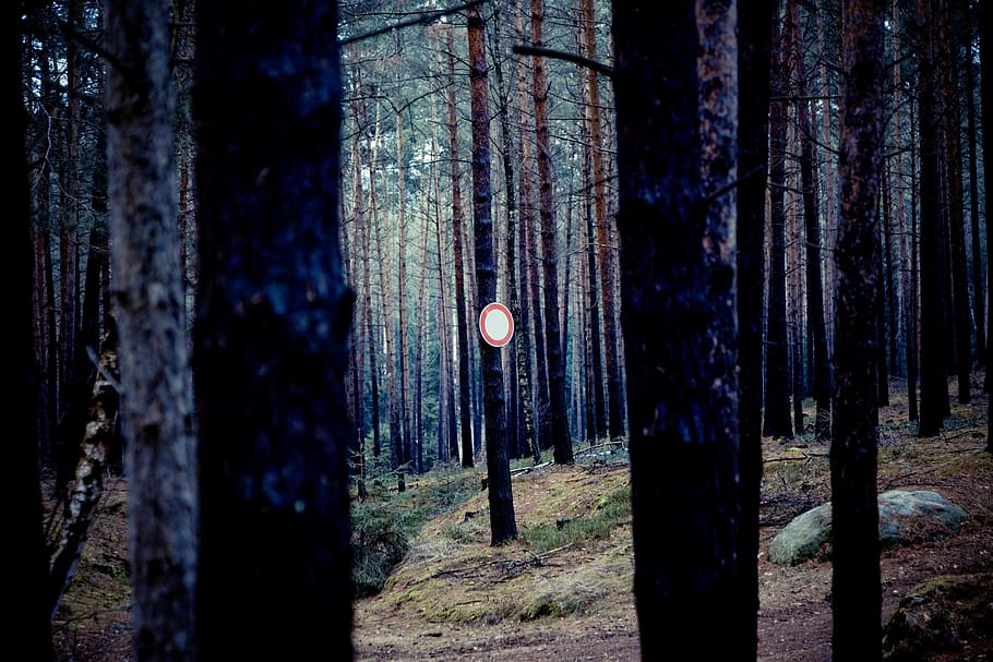 shield, note, ban, forest, trees, log, overview, reference HD wallpaper