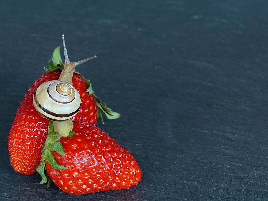 strawberry, snail, shell, probe, mollusk, slowly, reptile, close HD wallpaper